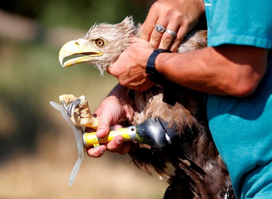 Melihat pusat pemulihan burung liar di Hungaria