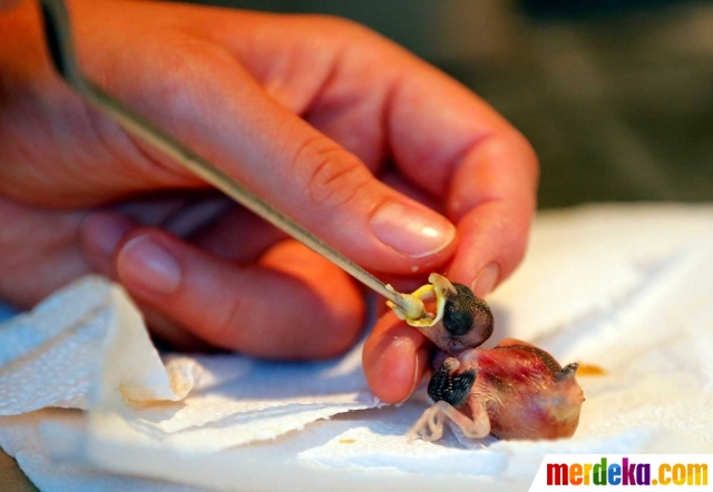 Foto Melihat Pusat Pemulihan Burung Liar Di Hungaria Merdeka Com