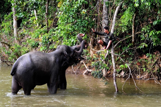 Potret keakraban gajah & sang pawang di kawasan konservasi Ulu Masen