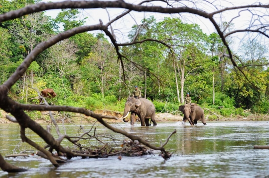 Potret keakraban gajah & sang pawang di kawasan konservasi Ulu Masen