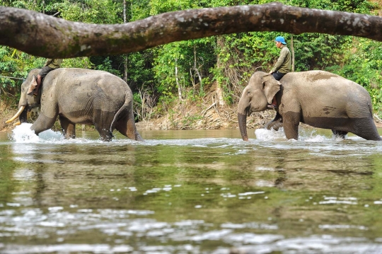 Potret keakraban gajah & sang pawang di kawasan konservasi Ulu Masen