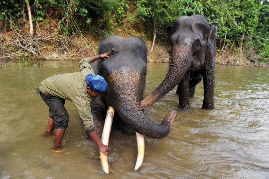 Potret keakraban gajah & sang pawang di kawasan konservasi Ulu Masen