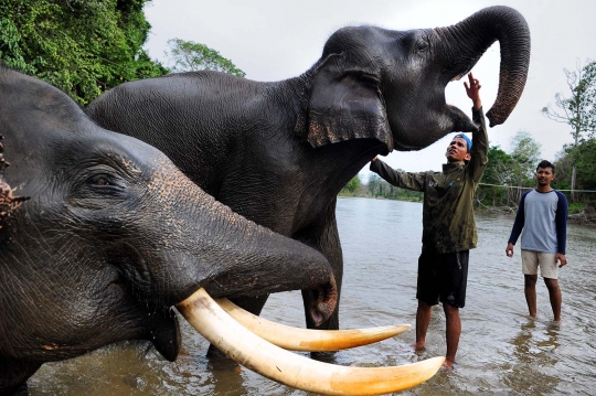 Potret keakraban gajah & sang pawang di kawasan konservasi Ulu Masen