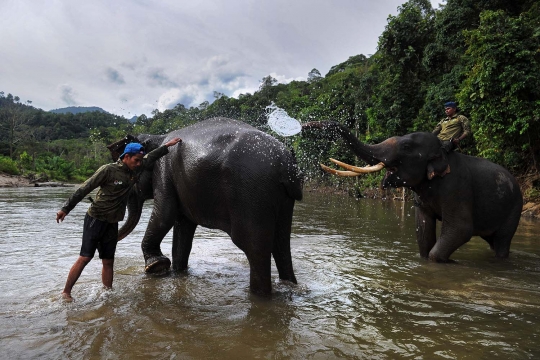 Potret keakraban gajah & sang pawang di kawasan konservasi Ulu Masen