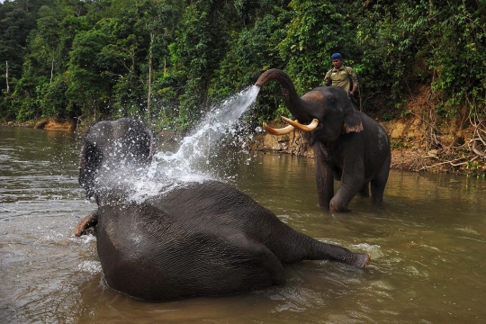 Potret keakraban gajah & sang pawang di kawasan konservasi Ulu Masen