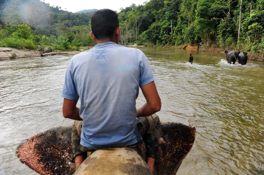 Potret keakraban gajah & sang pawang di kawasan konservasi Ulu Masen