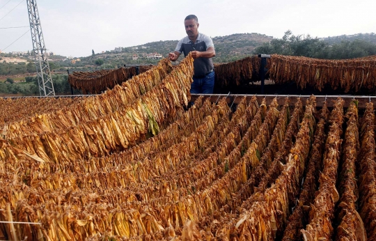 Cara petani Palestina memproduksi tembakau menjadi rokok