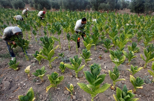 Cara petani Palestina memproduksi tembakau menjadi rokok