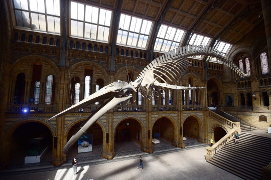 Wujud kerangka mamalia laut raksasa di museum London