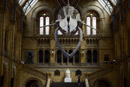 Wujud kerangka mamalia laut raksasa di museum London