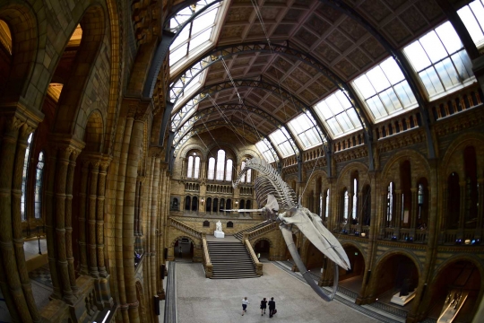 Wujud kerangka mamalia laut raksasa di museum London