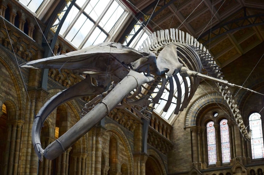 Wujud kerangka mamalia laut raksasa di museum London