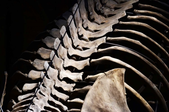 Wujud kerangka mamalia laut raksasa di museum London