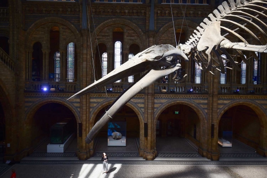 Wujud kerangka mamalia laut raksasa di museum London