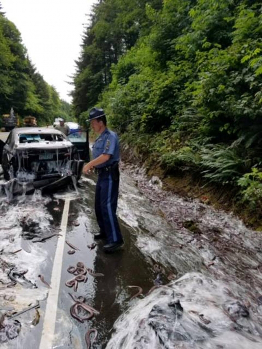 Truk belut terguling, jalanan di AS 'banjir' lendir