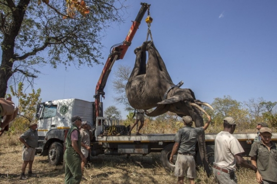 Begini pemindahan ratusan gajah di Malawi