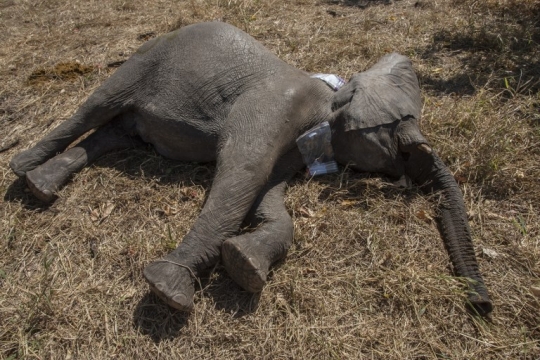 Begini pemindahan ratusan gajah di Malawi