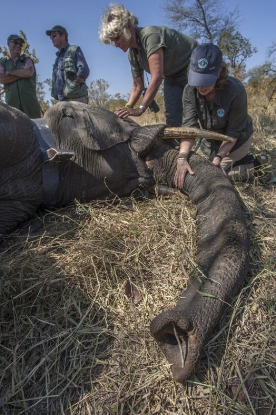 Begini pemindahan ratusan gajah di Malawi