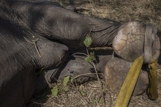 Begini pemindahan ratusan gajah di Malawi