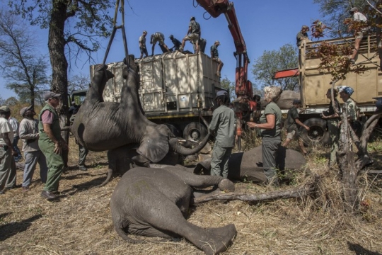 Begini pemindahan ratusan gajah di Malawi