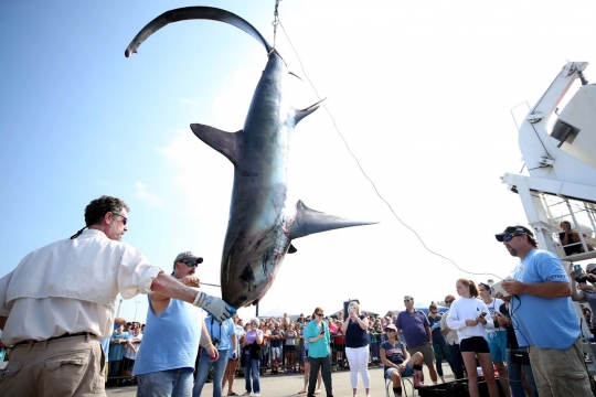 Sadisnya kejuaraan berburu hiu di AS