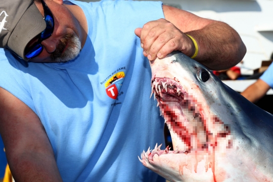 Sadisnya kejuaraan berburu hiu di AS