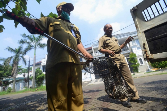 Cegah rabies, kucing liar di Pulogebang ditangkap