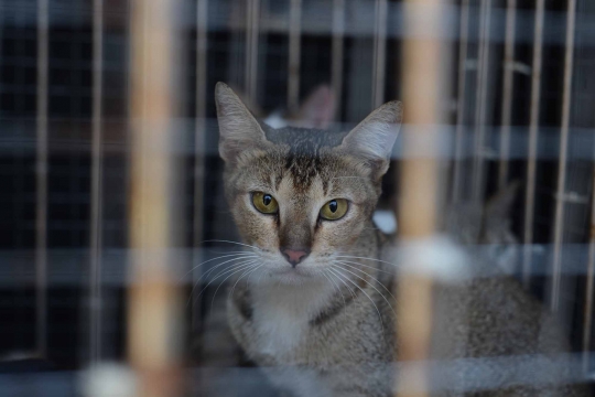 Cegah rabies, kucing liar di Pulogebang ditangkap