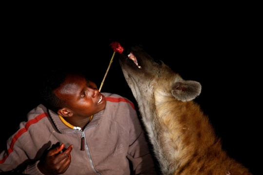 Aksi ekstrem pria Ethiopia beri makan hiena liar