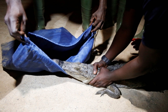 Aksi pemburu buaya di laguna Pantai Gading