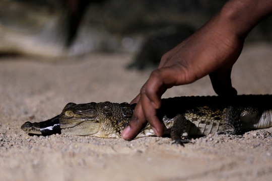 Aksi pemburu buaya di laguna Pantai Gading