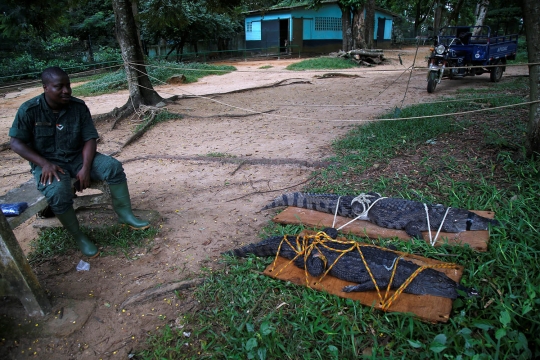 Aksi pemburu buaya di laguna Pantai Gading