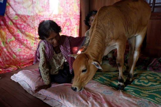 Wanita 74 tahun ini tinggal bersama sapi yang diyakini suaminya