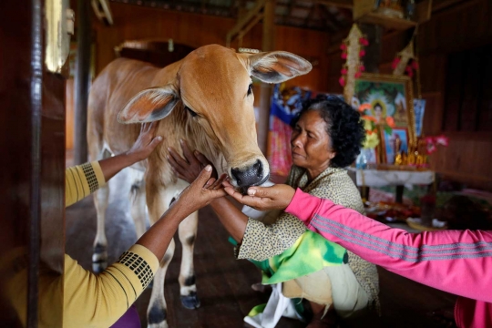 Wanita 74 tahun ini tinggal bersama sapi yang diyakini suaminya