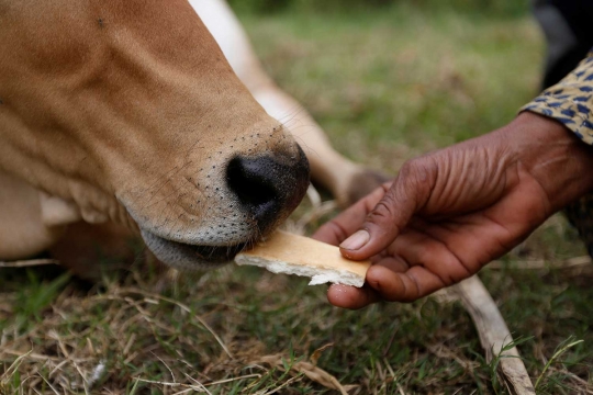 Wanita 74 tahun ini tinggal bersama sapi yang diyakini suaminya