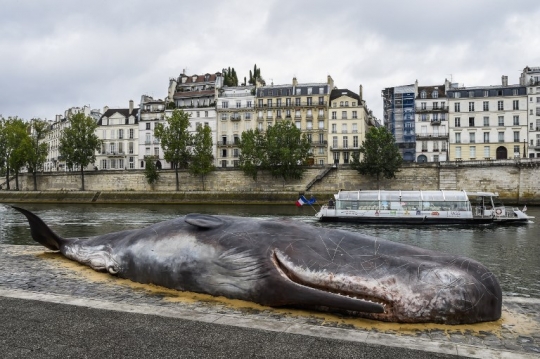 Penampakan paus di pinggir sungai yang hebohkan warga Paris