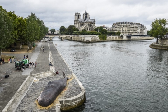 Penampakan paus di pinggir sungai yang hebohkan warga Paris