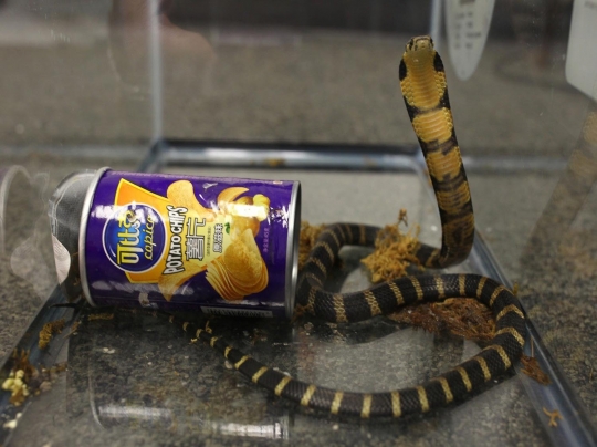 Heboh, penyelundupan ular kobra dalam kaleng keripik di AS