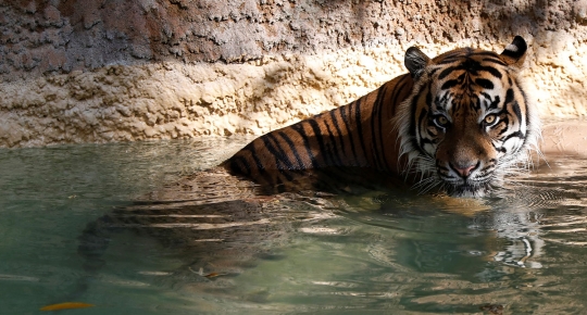 Menengok kehidupan harimau Sumatera di Los Angeles