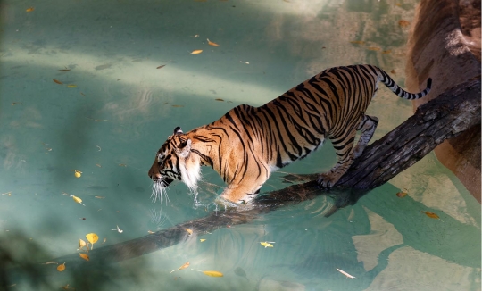 Menengok kehidupan harimau Sumatera di Los Angeles