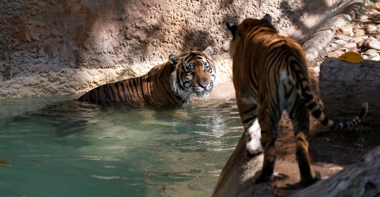Menengok kehidupan harimau Sumatera di Los Angeles