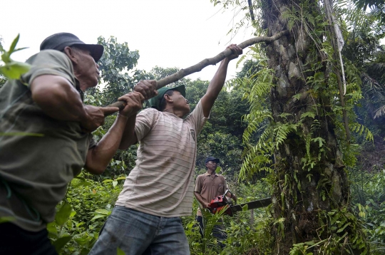 Warga tebang 400 hektare kebun kelapa sawit ilegal di Leuser