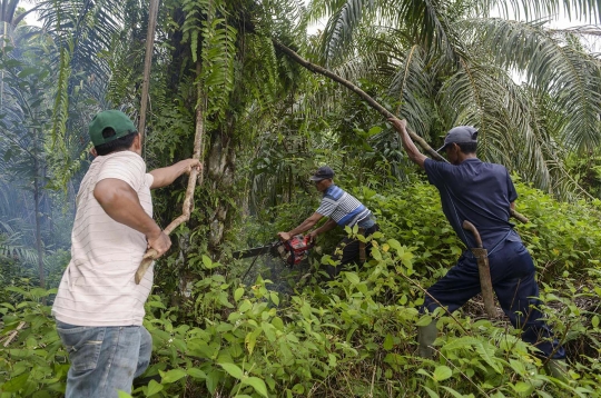 Warga tebang 400 hektare kebun kelapa sawit ilegal di Leuser