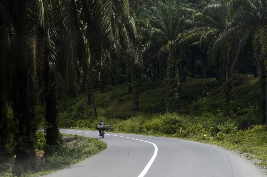 Warga tebang 400 hektare kebun kelapa sawit ilegal di Leuser