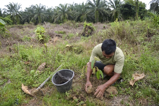 Warga tebang 400 hektare kebun kelapa sawit ilegal di Leuser