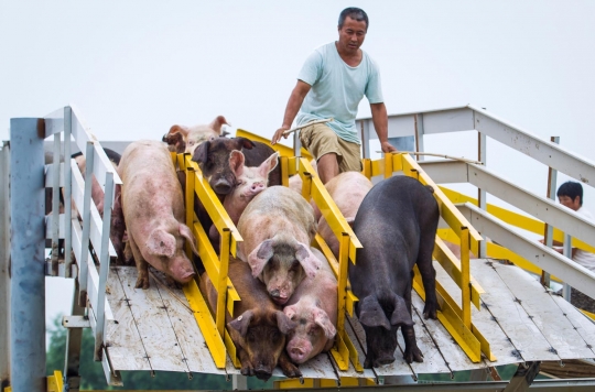 Cara sadis peternak China siksa babi demi dapatkan daging berkualitas