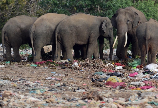 Potret miris gajah di Sri Lanka berhabitat di tempat pembuangan sampah