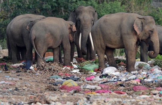 Potret miris gajah di Sri Lanka berhabitat di tempat pembuangan sampah