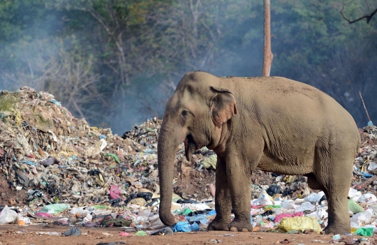 Potret miris gajah di Sri Lanka berhabitat di tempat pembuangan sampah