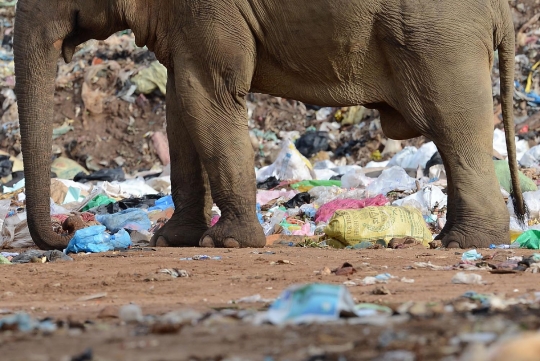 Potret miris gajah di Sri Lanka berhabitat di tempat pembuangan sampah